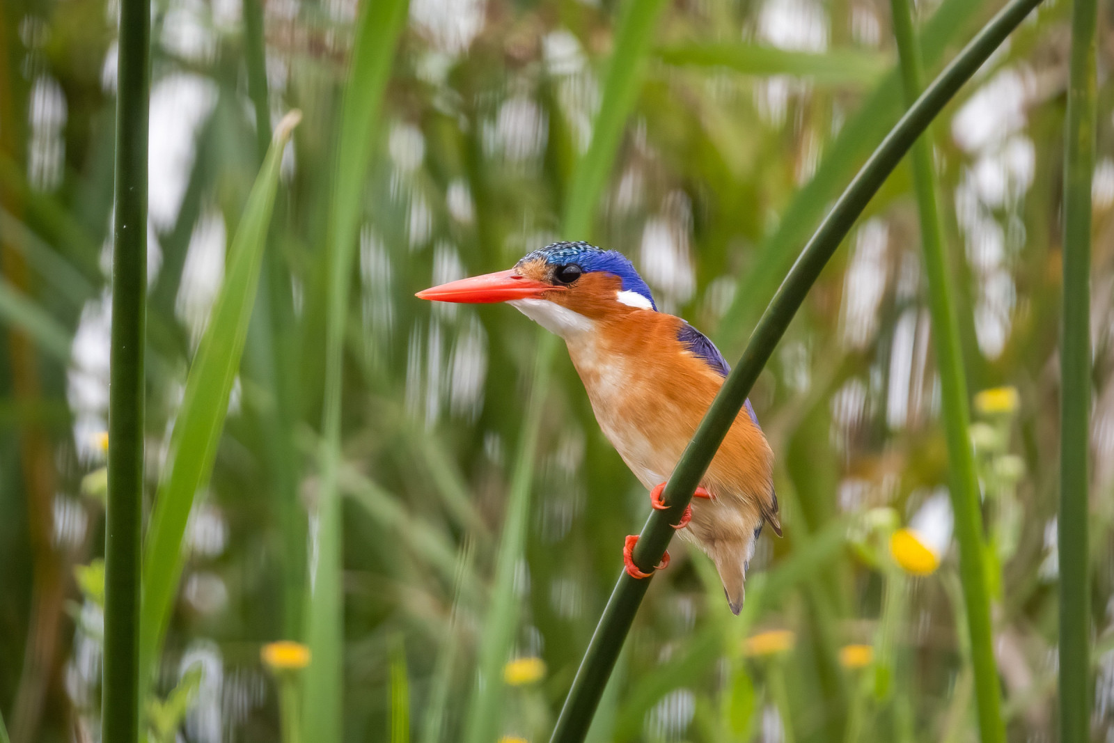 image Malachite Kingfisher